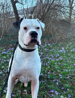 Reinrassiger Amerikanischer Bulldog-Rüde zum Decken - München Berg am Laim