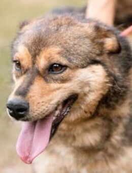 Lizzy - zukünftige Spaziergänge zu zweit - Hamburg