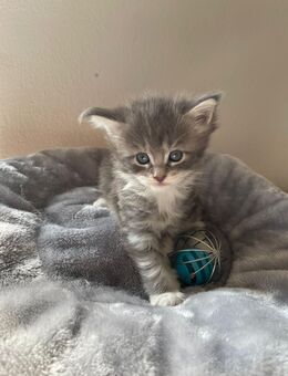 2 maine coon Mädchen - Schmidgaden