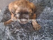 Shitzu Mops Mix Welpe - Kamen