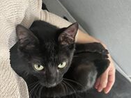 PUFFI ❤️ schwarzes Katzenbaby - Benediktbeuern