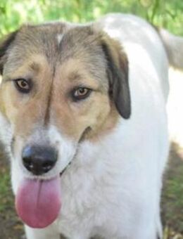 Toller, ausgeglichener, sozialer Boie - Berlin