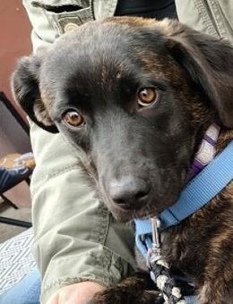 Lola sucht ein Zuhause - Mildstedt