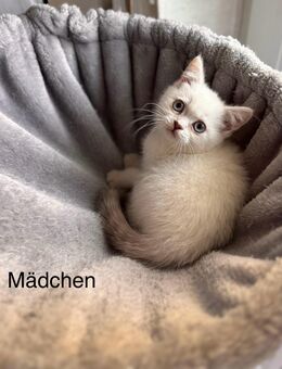 Süße BKH Kitten suchen ein neues Zuhause 💙🩷 - Essen