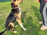 Daizy- sportlich und intelligent - Mettmann