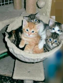 BKH Mix Kitten - Ölbronn-Dürrn