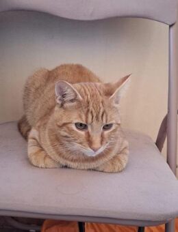 Jung Kater Lancu - Rambin