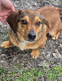 Kleines freundliches Kerlchen BARNEY ♥️ - München