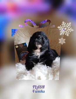 Tolle Golden Aussie Welpen mit Ahnenpass - Altendorf (Regierungsbezirk Oberpfalz)