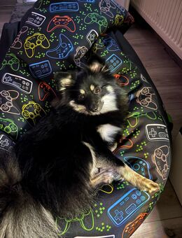 Spitz Dame - Himmelpforten