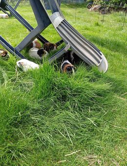 Meerschweinchen Platz zu vergeben - Schwarmstedt