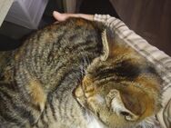 2 jährige Katzen Dame sucht dringend ein Zuhause wegen sterbefall - Koblenz