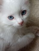 Wunderschöne Türkisch Angora Kitten mit Neva Masquarade - Ragdoll Mix in 70794