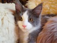 Maine Coon Kater mit Stammbaum. - Werne