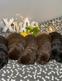 Reinrassig Labrador Welpen (Arbeitslinie). - Waldeck (Hessen)