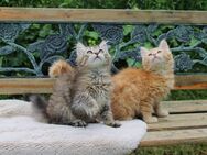 Sibirische Katzenbabys-Kitten – Reinrassig mit Ahnentafel - Dachsberg (Schwarzwald)