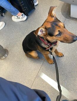 Schäferhund mix - München