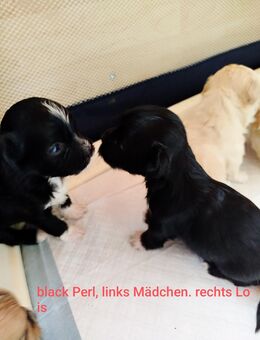 Bezaubernde bunt gemischte Maltipoo Welpen. - Türkheim