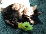 2 Kitten abzugeben - Volkmarsen