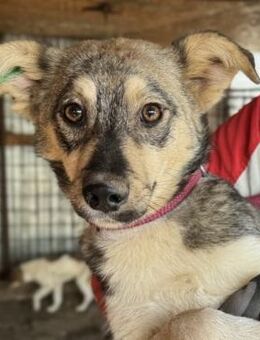 kleiner STÖPSEL ~ mit allen Fellfarben - Duisburg