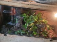 Terrarium mit Kornnatter adult - Marl (Nordrhein-Westfalen)