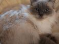 Wunderschöne Ragdoll Katze (W, 3J.a., Kastriert) will Einzelgänger sein in 90402