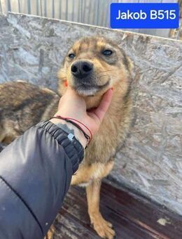 Lieber JAKOB sucht seine Familie - Neuberg