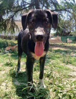 LOKI - fröhlicher Rüde sucht Familie - Aerzen