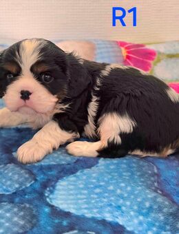 Cavalier King Charles Spaniel Welpen mit Ahnentafel - Herzogenrath