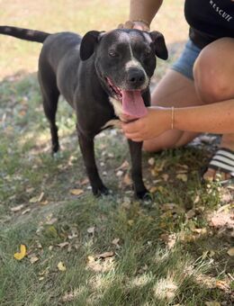 Ilcsi-LM,fröhliche Maus sucht Familie - Neustadt (Rübenberge)