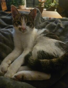 Kater sucht für immer Zuhause - Rhede (Ems)