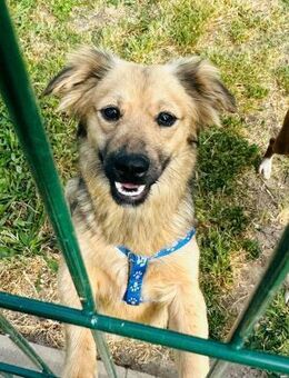 🐾 MILOW Kleiner Kämpfer mit großem He - Kassel