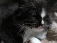 MainCoon/Ragdollkitten - Herrnhut Berthelsdorf