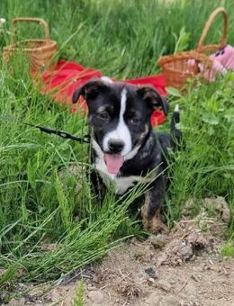 Spyro möchte endlich ankommen - mit dir? - Paderborn