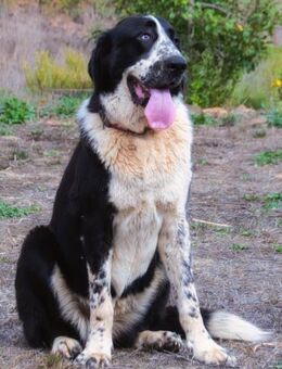 Devi, eine sanftmuetige Riesin - Brunstorf