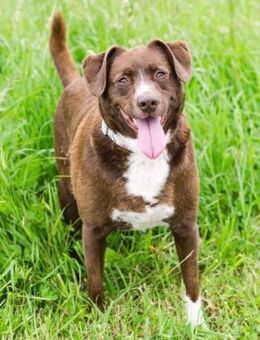 Loco Quintana sucht Familienanschluß - Laatzen