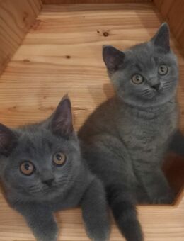 Blaue BKH Kitten mit Stammbaum - Freiberg