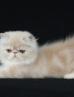 Perserkitten sucht neues Zuhause - Würzburg