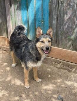 Shyla sucht liebevolles Zuhause oder PS - Brühl (Baden-Württemberg)