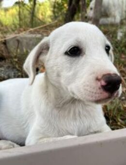 Rocky & Chase -Herzchen suchen Herzen 💕 - Marienfließ