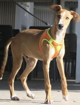 Guardian, neugierig, offen, verträglich - Westerholt