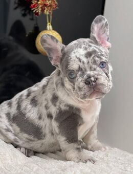 Exklusiv Französische Bulldogge Welpen. - Hamburg