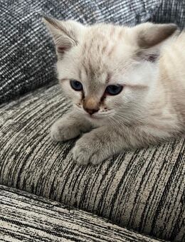 Zwei Katzen zum adaptieren - Weiler (Bingen)