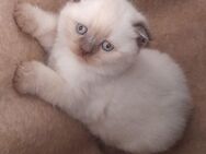BKH Kitten - Amberg