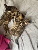 Katzen Babys in 79108