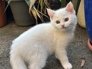 BKH Kitten abzugeben - Duisburg