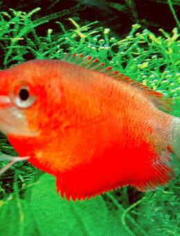 Honiggurami rot - Hohenroth