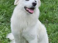Süße Luna träumt von liebevoller Familie - Leonberg (Baden-Württemberg)