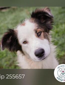Chip 255657: Sucht ein Zuhause - Kirchzell
