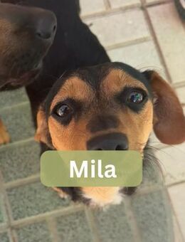 MILA, w., Mischling, ca. 35 cm - Sipplingen